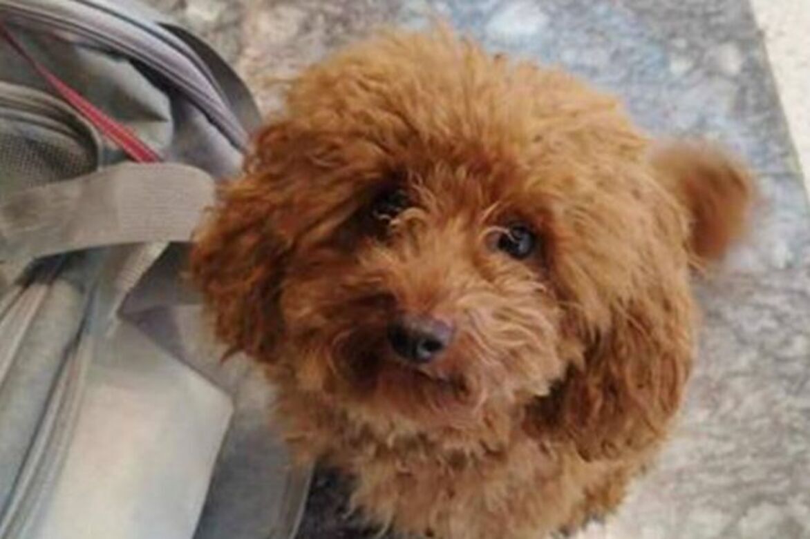 Special flight from UAE evacuates pets and owners back to Athens