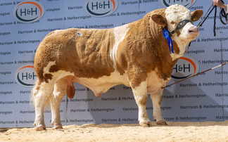 Highlights from some recent livestock sales around the UK