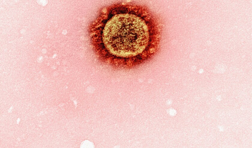 Measles (c) National Institute of Allergy and Infectious Diseases 