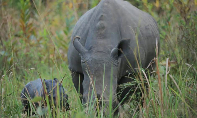 Uganda's newest baby rhino now has a name