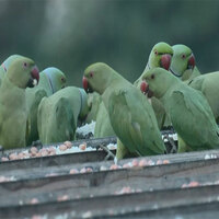 Chennai couple turns terrace into bird haven for 15 years
