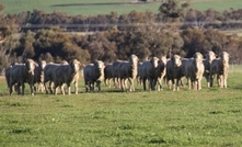 Sheep management skills for a changing climate