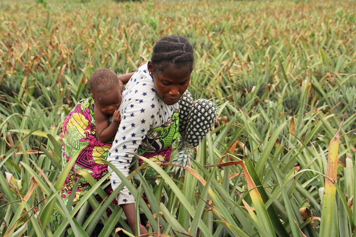 BENIN-ZE-PINEAPPLE-HARVEST