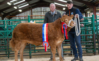 Kirkby Classic sale of show potential cattle tops at £6,000 for the champion 