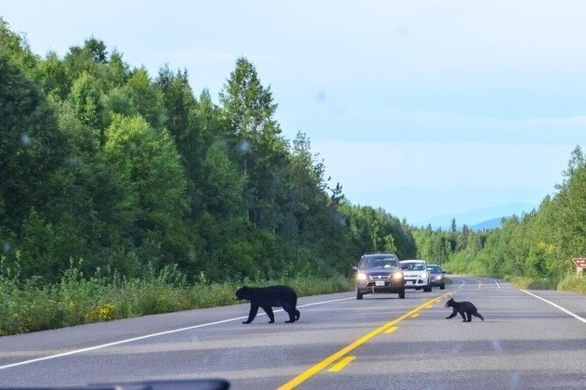 NC advocates call on Congress to approve wildlife crossing funding