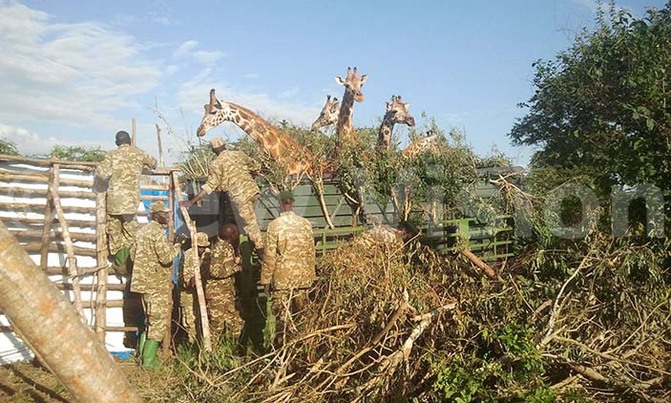 Saving the graceful giraffe from extinction Saving the graceful giraffe from extinction