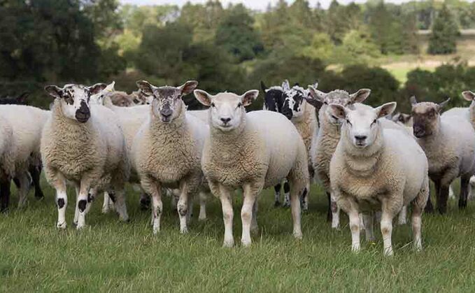 Vaccinate to reduce autumn lamb losses