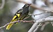 The Regent Honeyeater, one of the significant species Spiecapag worked to protect during pipeline construction work.