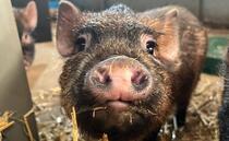 Pigs and Prosecco puts fizz into farm profits