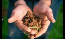  A new project has delivered 24,000 dung beetles. Picture courtesy Charles Sturt University.