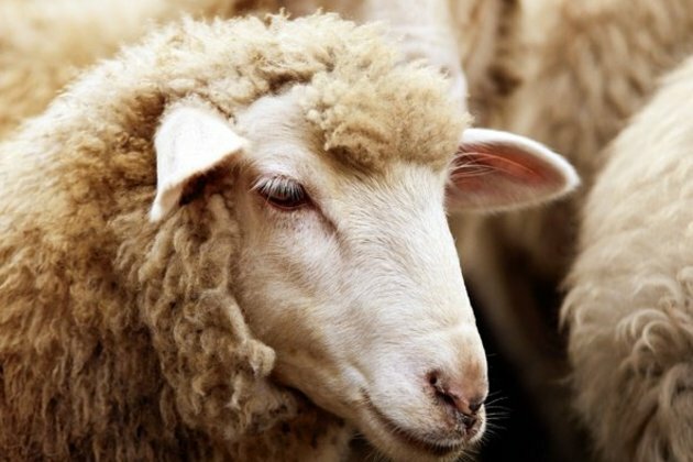BEWARE: &#039;Stolen sheep headed to KZN for mass celebrations&#039;