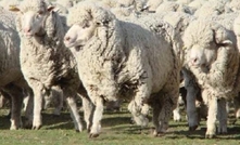 Antibiotic resistance and the sheep industry