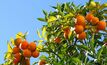 Fruit trees risk Hendra