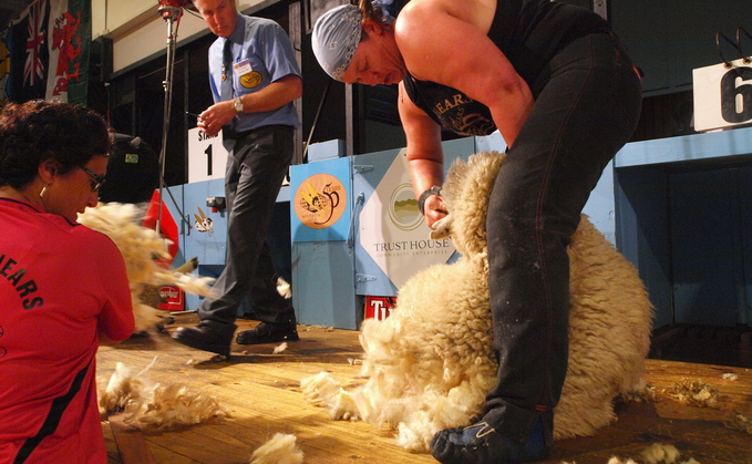 Una Cameron shearing sheep 