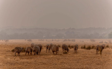 Global Ag View: Livestock bears brunt of Australian bush fires