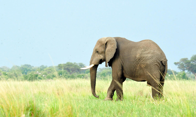 Elephant crushes S.African hunter to death: reports Elephant crushes S.African hunter to death: reports