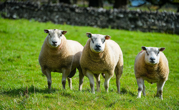 Development of data collection vital to sheep sectors future