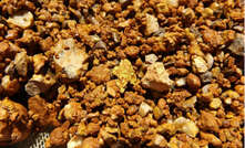 Gold nugget in the centre of this sample from East Lynne, Western Australia