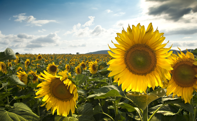 Ukrainian drought impacts sunflower harvest