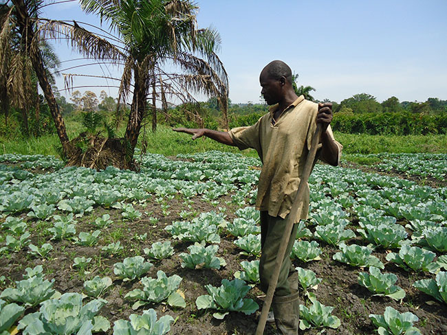  artin semambo at his cabbage garden hoto by mar subuga