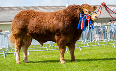 Titan leads the way in the beef rings at Royal Cornwall Show