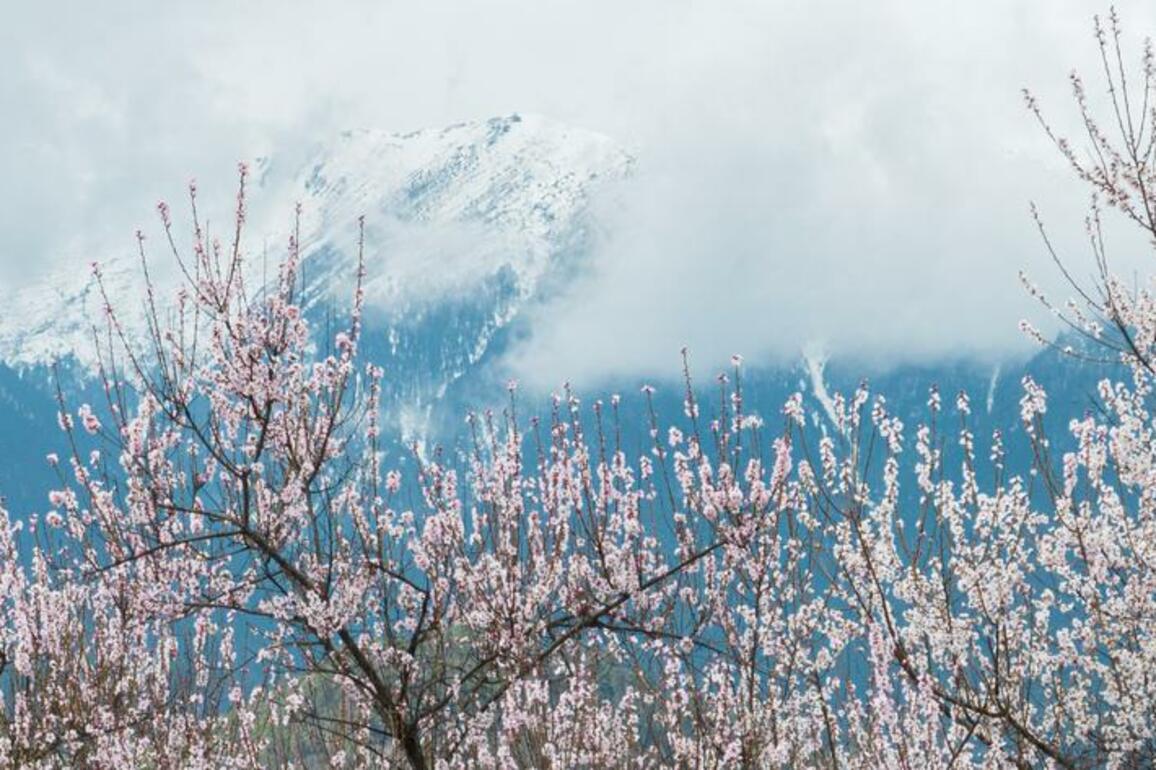 60"FlyOverChina | Aerial tour of peach blossoms in Nyingchi on "roof of world"