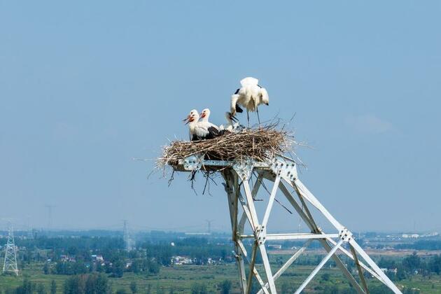 GLOBALink | Construction postponed to protect oriental white storks in China's Anhui