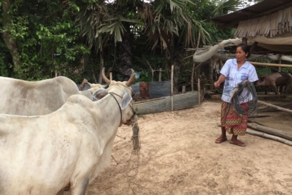 Artificial Insemination Doubles Value of Cambodian Cows, Increasing Farmers' Income