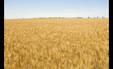  Grains Australia has announced the formation of the Grains Market Access Council.