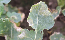 Light leaf spot risk lowest for several years