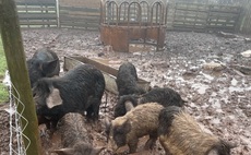 Livestock seized from 'cruel' farmer