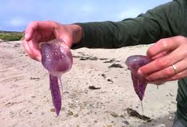 Ireland's Lough Hyne lake awash with thousands of jellyfish