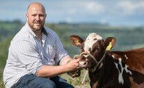 Dairy Shorthorn breeder making a mark with 'micro' herd  
