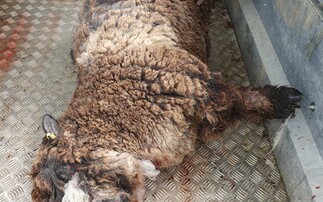 Farmer gives up breeding business after dog owner receives £75 fine for livestock worrying attack