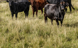 Letters: "New QMS assurance standards are the most practical and farmer-focused in decades"