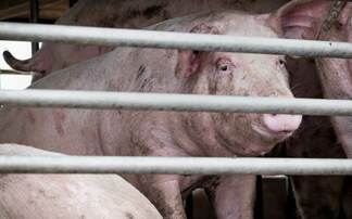 UK detects first human pig flu case