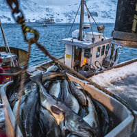 Russian seafood still sold in EU despite fishy sanctions  Euractiv