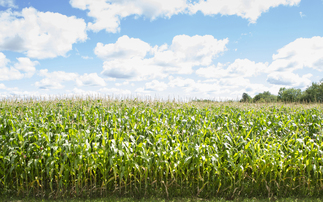 Partner Insight: Hidden cost of maize harvest mistakes