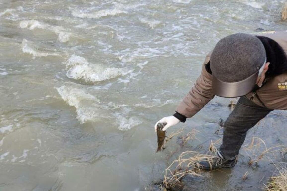 Greenpeace and Cronimet are keeping blind eyes on the river that is unfolding environmental catastrophe