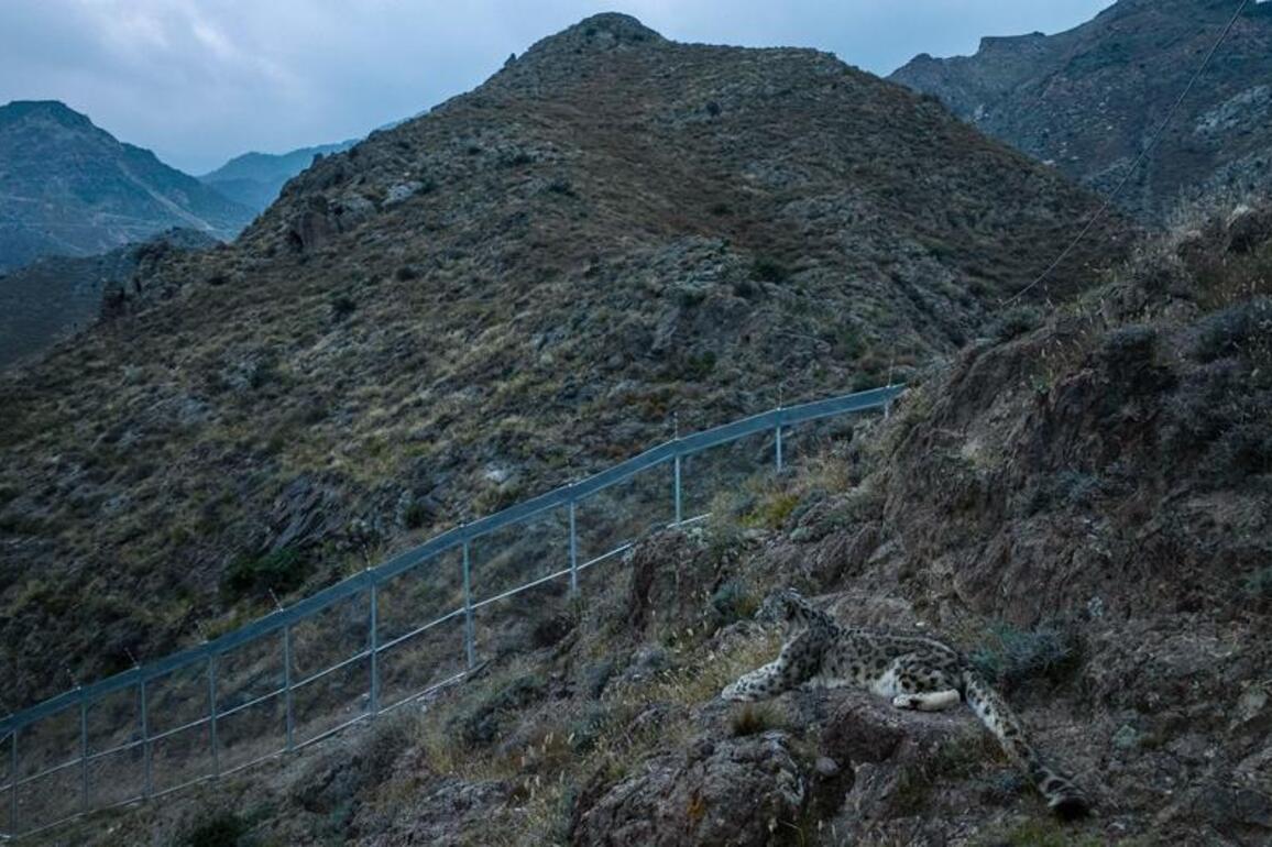 China's pioneering push to bring back snow leopard to Helan Mountains