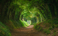 The path forward: High Yield Bonds and climate transition opportunities