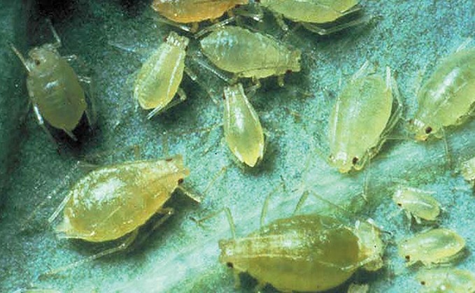 Unprecedented levels of aphids threaten beet crops