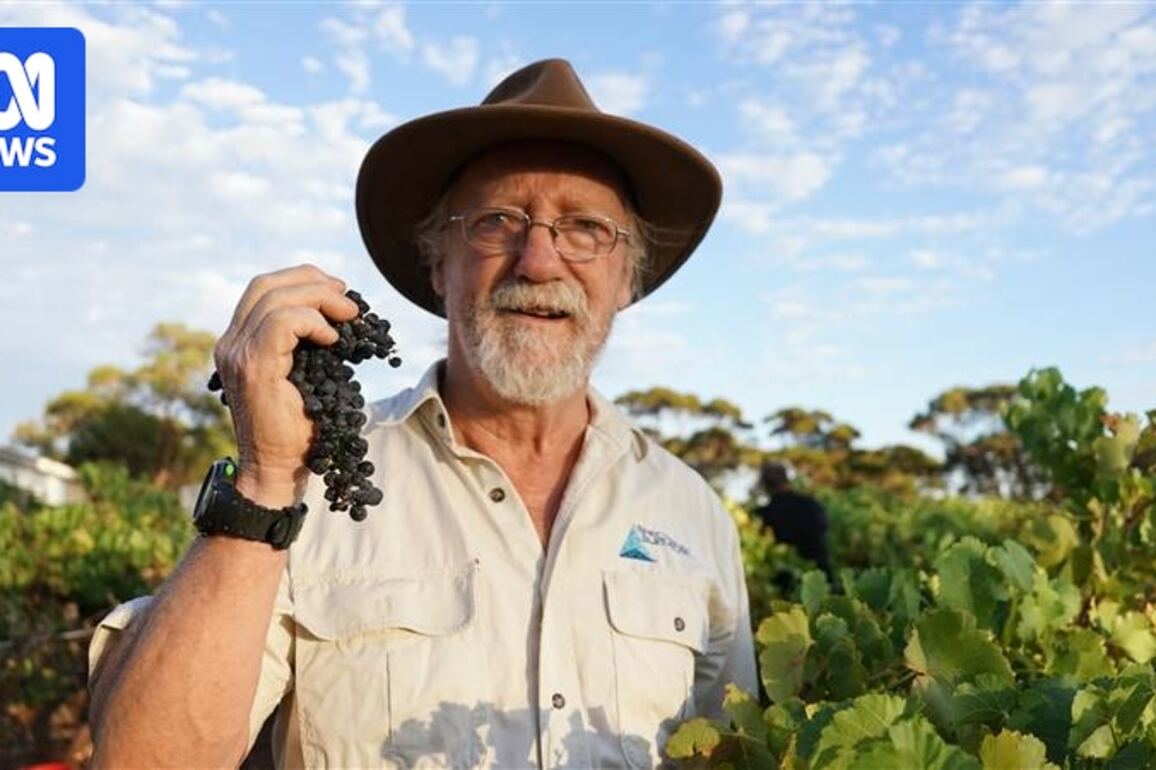 Kalgoorlie vineyard makes dessert wine far from WA's viniculture heart