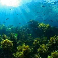 NZ hopes to store carbon in marine ecosystems - but some are so degraded they're already a source of emissions