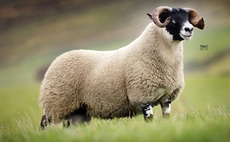 Blackface ram lambs top at 160,000 at Lanark