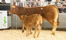 Auction mart sales round-up: Limousin bulls to 13,000gns at Darlington, sheepdogs sell to £13,300 and geese to £1,450 online