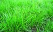 The fundamentals of pasture fertiliser