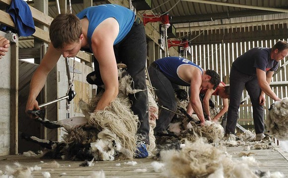 Industry delivers new shearing checklist in response to Covid-19