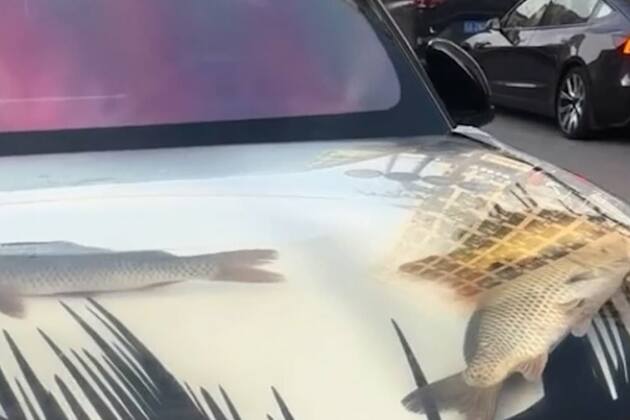 What the carp&quest;! Driver turns SUV bonnet into tank filled with live fish