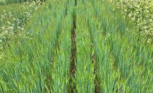 Weed control from the addition of the new Marathon herbicide tank-mix partner at 85mL/ha to Quadrant herbicide at 800mL/ha plus BS1000, showing improved, longer-term control.